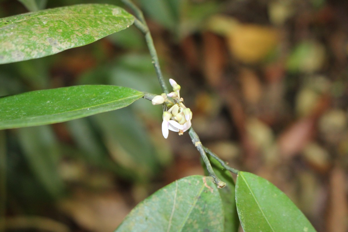 Xanthophyllum zeylanicum Meijden